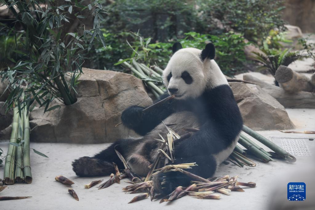 捕鱼游戏平台